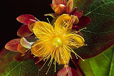 《碧蓝幻想 Relink》角色介绍 格兰及拉卡姆